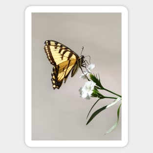 Swallowtail Butterfly Sticker